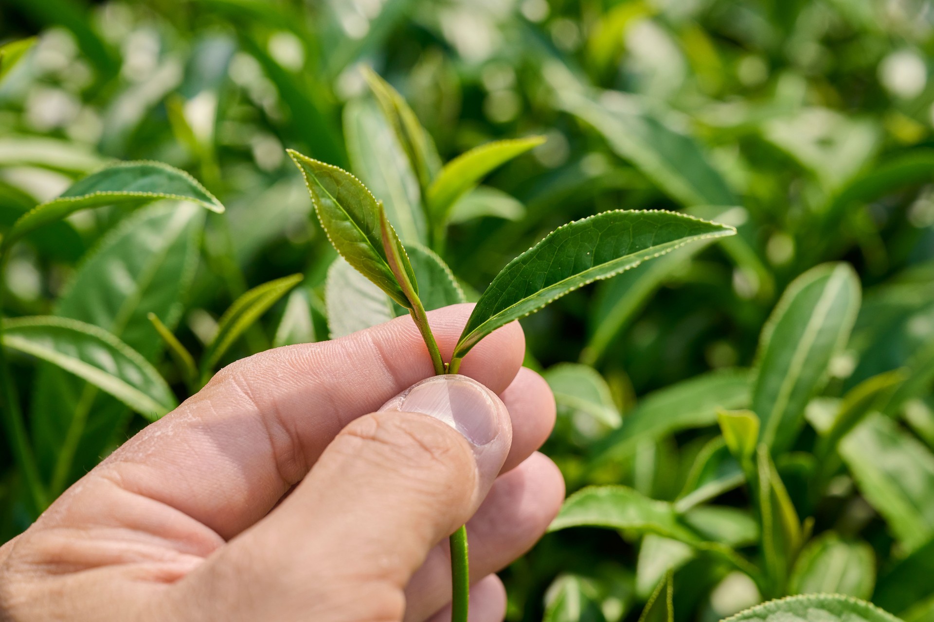 Tea leaves.