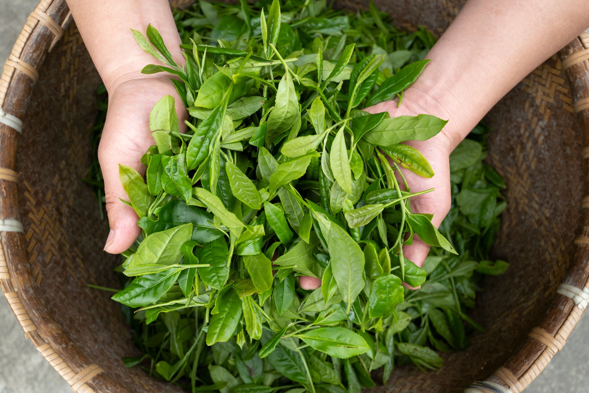 Fresh tea leaves in hand