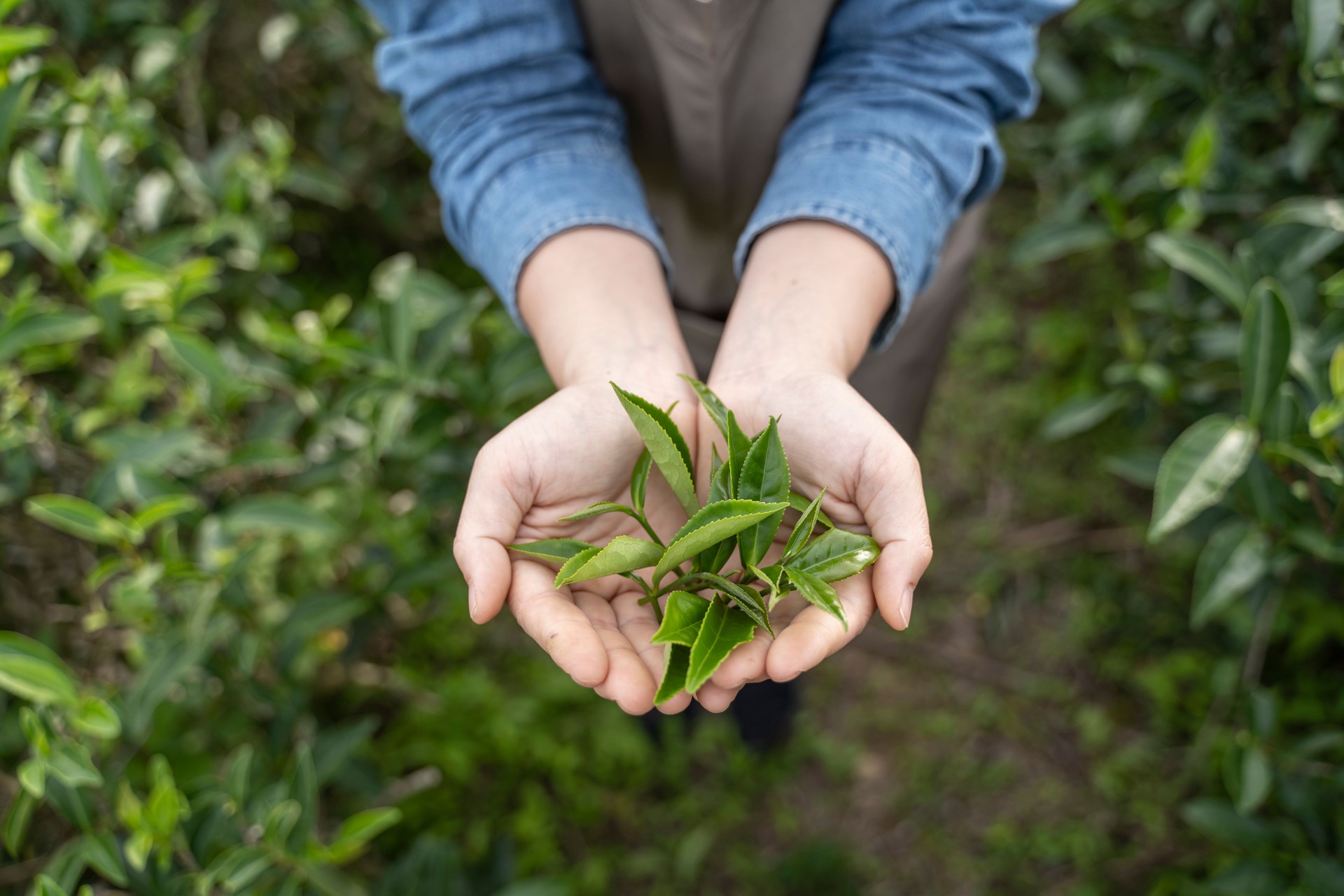 A close-up of a woman farmer holding tea leaves
